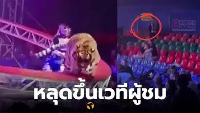 เสือคณะละครสัตว์รัสเซียหลุดกรง