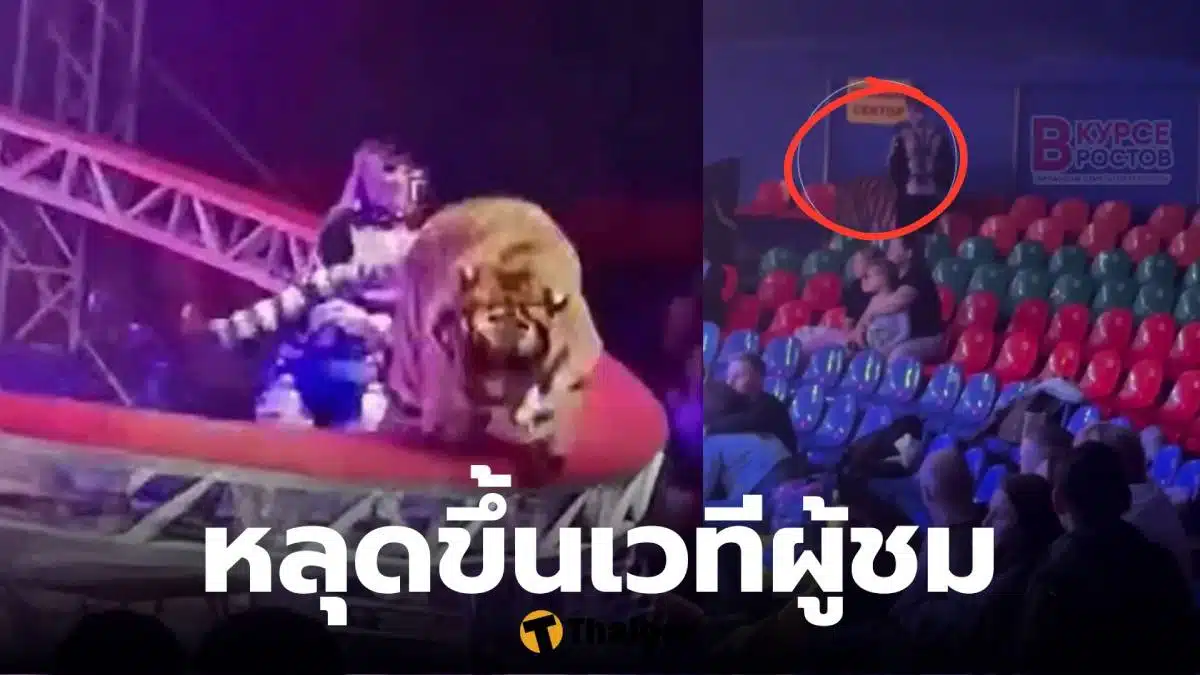 เสือคณะละครสัตว์รัสเซียหลุดกรง