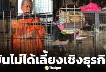 เจ้าอาวาส โต้ข่าว ขายแมวเปอร์เซีย ยันวัดเลี้ยงแมวจรกว่า 100 ตัวด้วยเมตตาจิต พร้อมแจกฟรี