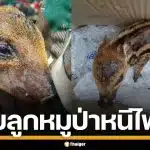 ชาวบ้านช่วย "น้องบุญรอด" ลูกหมูป่าพลัดหลง หวิดโดนย่างสด หนีตายไฟป่าเชียงดาว