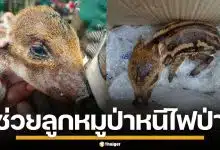 ชาวบ้านช่วย "น้องบุญรอด" ลูกหมูป่าพลัดหลง หวิดโดนย่างสด หนีตายไฟป่าเชียงดาว