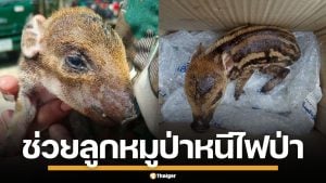 ชาวบ้านช่วย "น้องบุญรอด" ลูกหมูป่าพลัดหลง หวิดโดนย่างสด หนีตายไฟป่าเชียงดาว