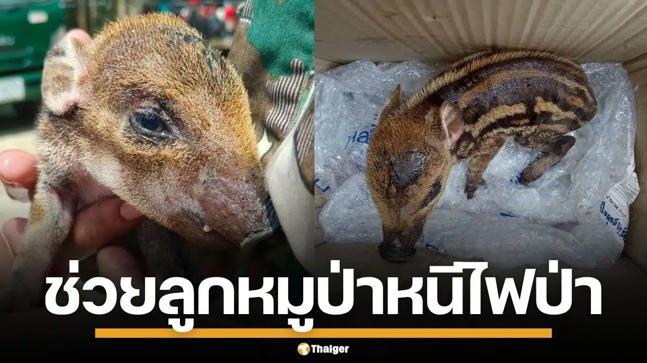 ชาวบ้านช่วย "น้องบุญรอด" ลูกหมูป่าพลัดหลง หวิดโดนย่างสด หนีตายไฟป่าเชียงดาว