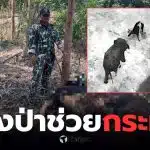 ช้างป่าช่วยกระทิงติดบ่วง