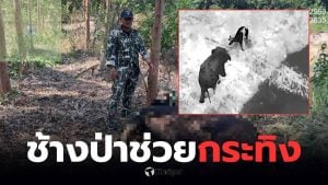 ช้างป่าช่วยกระทิงติดบ่วง