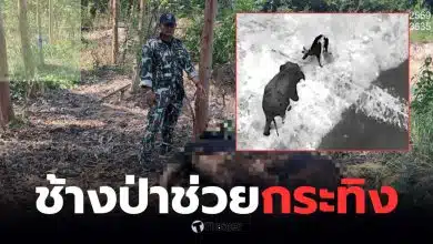 ช้างป่าช่วยกระทิงติดบ่วง