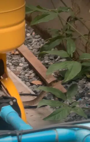 ขนลุก! งูเข้าบ้าน แม่แก้ว แม่ของณเดชน์ ในวันพระ แฟนคลับแห่ถามหาบ้านเลขที่-1