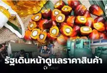 ราคาน้ำมันปาล์มดิบ