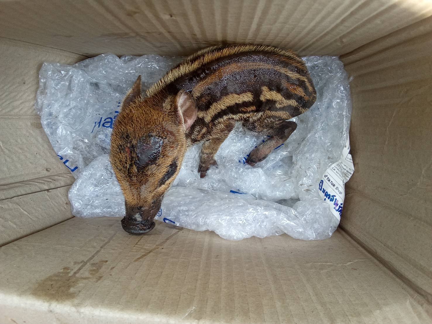 น้องบุญรอด ลูกหมูป่าที่หนีตายจากเหตุไฟป่าดอยหลวงเชียงดาว