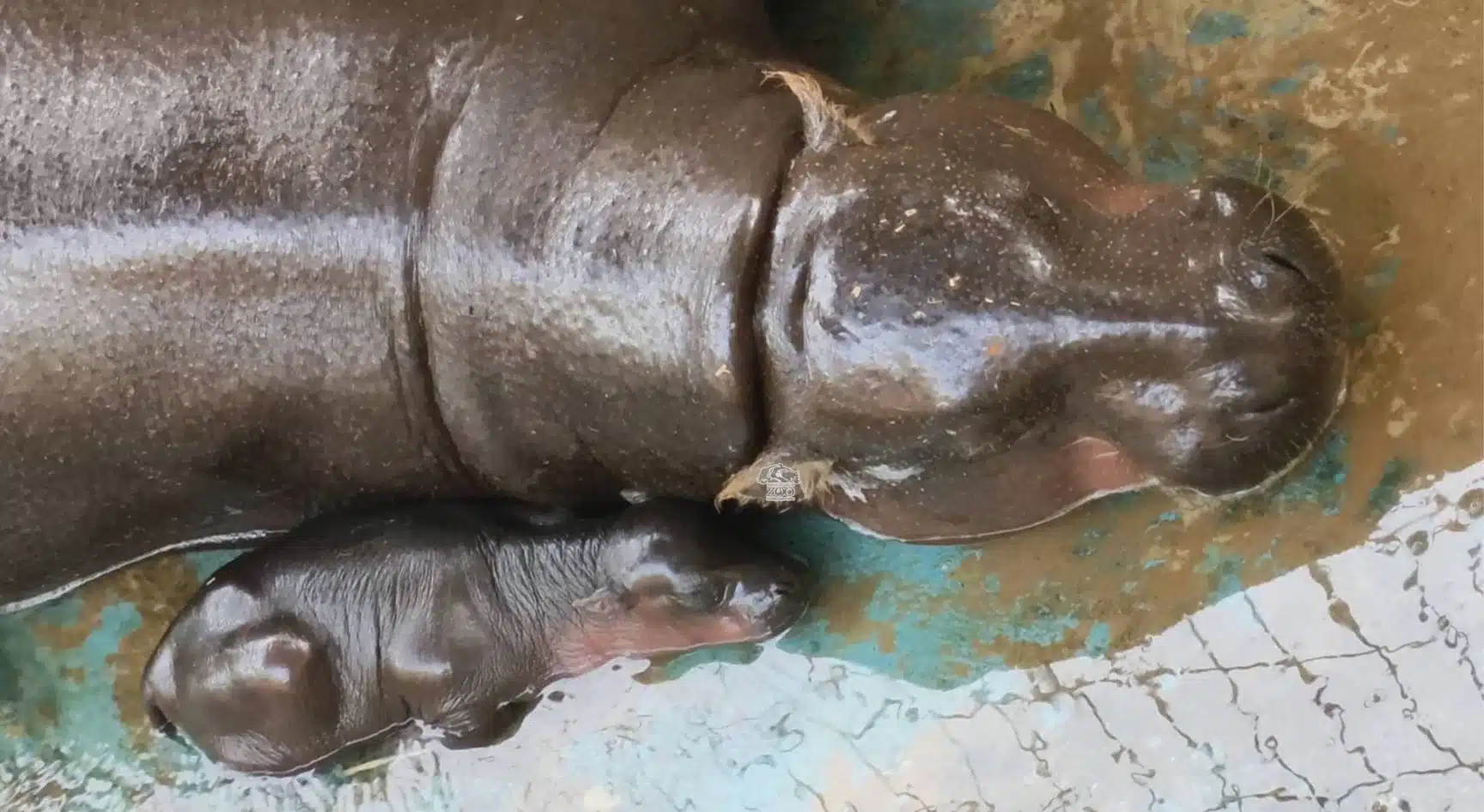 สวนสัตว์โคราชเฮ ลูกฮิปโปแคระ ลืมตาดูโลก เตรียมอวดโฉมข้างแม่หมูกรอบเร็วๆ นี้-2