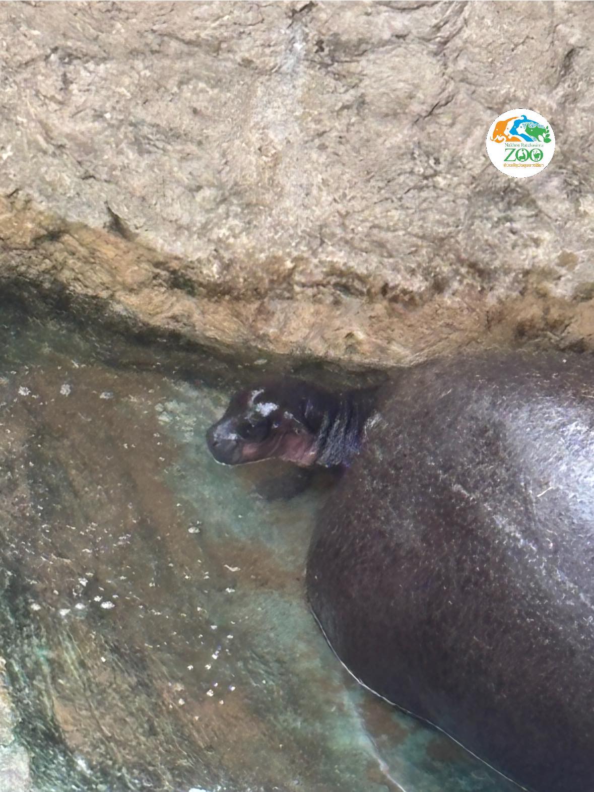 สวนสัตว์โคราชเฮ ลูกฮิปโปแคระ ลืมตาดูโลก เตรียมอวดโฉมข้างแม่หมูกรอบเร็วๆ นี้-5