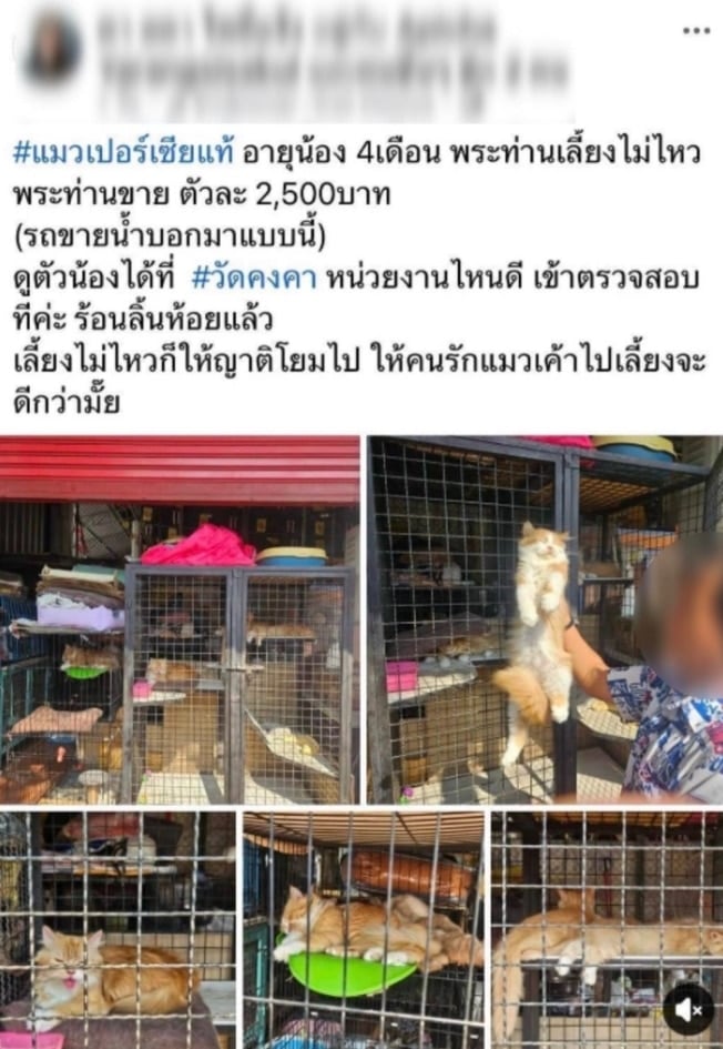 เจ้าอาวาส โต้ข่าว ขายแมวเปอร์เซีย ยันวัดเลี้ยงแมวจรกว่า 100 ตัวด้วยเมตตาจิต พร้อมแจกฟรี-1