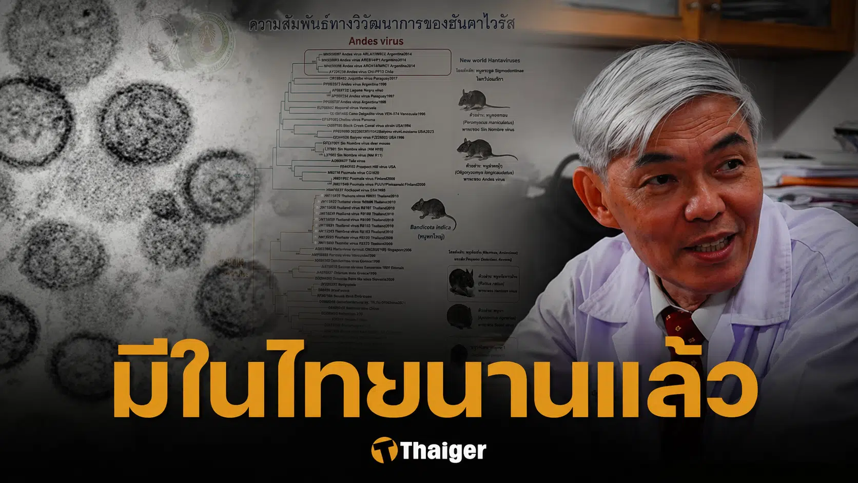 หมอยง คลายกังวล ไวรัสฮันตา มีในไทยนาน 40 ปีแล้ว ไม่ดุร้ายแบบอเมริกาใต้
