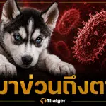 เตือนภัย หนุ่มอุบล ติดเชื้อพิษสุนัขบ้าดับ หลังลูกไซบีเรียนฮัสกีข่วน