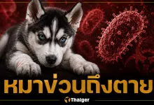 เตือนภัย หนุ่มอุบล ติดเชื้อพิษสุนัขบ้าดับ หลังลูกไซบีเรียนฮัสกีข่วน
