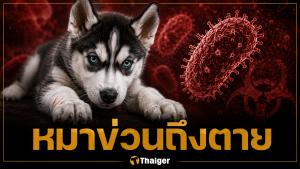 เตือนภัย หนุ่มอุบล ติดเชื้อพิษสุนัขบ้าดับ หลังลูกไซบีเรียนฮัสกีข่วน