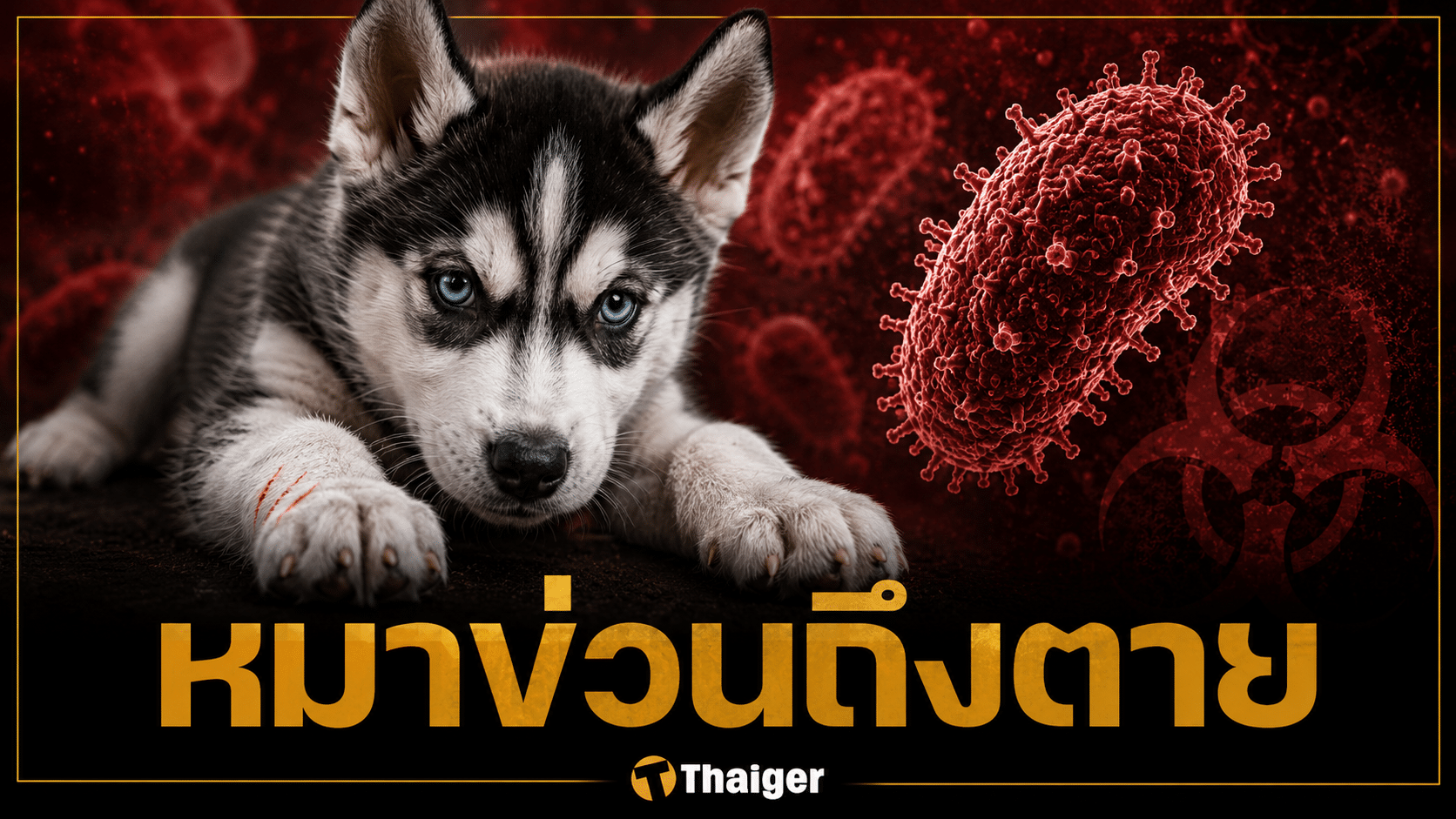เตือนภัย หนุ่มอุบล ติดเชื้อพิษสุนัขบ้าดับ หลังลูกไซบีเรียนฮัสกีข่วน