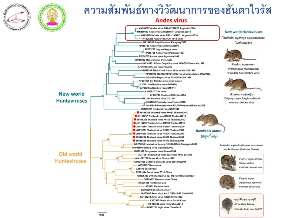 หมอยง คลายกังวล ไวรัสฮันตา มีในไทยนาน 40 ปีแล้ว ไม่ดุร้ายแบบอเมริกาใต้