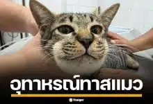 อุทาหรณ์! เจ้าของแมว ป้อนยาพาราฯ ให้กินหวังแก้ป่วย สุดท้ายหน้าบวมหวิดดับ
