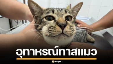 อุทาหรณ์! เจ้าของแมว ป้อนยาพาราฯ ให้กินหวังแก้ป่วย สุดท้ายหน้าบวมหวิดดับ