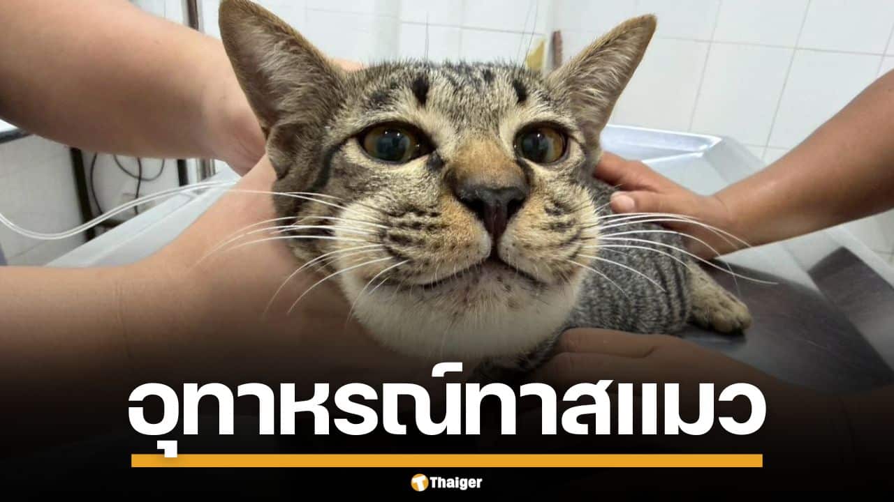 อุทาหรณ์! เจ้าของแมว ป้อนยาพาราฯ ให้กินหวังแก้ป่วย สุดท้ายหน้าบวมหวิดดับ