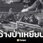 เจ้าหน้าที่พิทักษ์ป่า ถูกช้างป่าเหยียบเสียชีวิต
