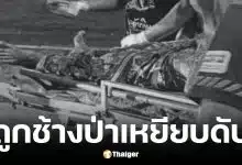 เจ้าหน้าที่พิทักษ์ป่า ถูกช้างป่าเหยียบเสียชีวิต