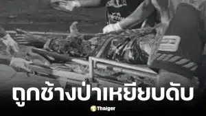 เจ้าหน้าที่พิทักษ์ป่า ถูกช้างป่าเหยียบเสียชีวิต