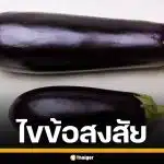 ไขข้อข้องใจ "จู๋เลือด" กับ "จู๋เนื้อ" ต่างกันอย่างไร แบบไหนเจอได้เยอะกว่ากัน
