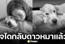 แฟนๆ เศร้า "เจได" กลับดาวหมาแล้ว หลังต่อสู่โรคมะเร็งหลอดเลือด อย่างถึงที่สุด