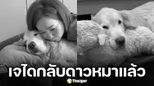 แฟนๆ เศร้า "เจได" กลับดาวหมาแล้ว หลังต่อสู่โรคมะเร็งหลอดเลือด อย่างถึงที่สุด