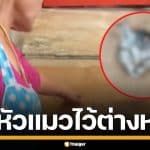 แม่ค้าช็อกเจอ หัวแมวถูกตัดทิ้งให้ดูต่างหน้า ขณะให้อาหาร เชื่อถูกข่มขู่