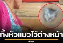 แม่ค้าช็อกเจอ หัวแมวถูกตัดทิ้งให้ดูต่างหน้า ขณะให้อาหาร เชื่อถูกข่มขู่