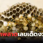 รังต่อ 3 ชั้น เลขเด็ด