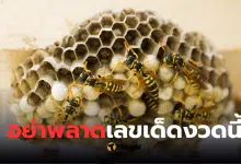 รังต่อ 3 ชั้น เลขเด็ด