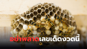 รังต่อ 3 ชั้น เลขเด็ด