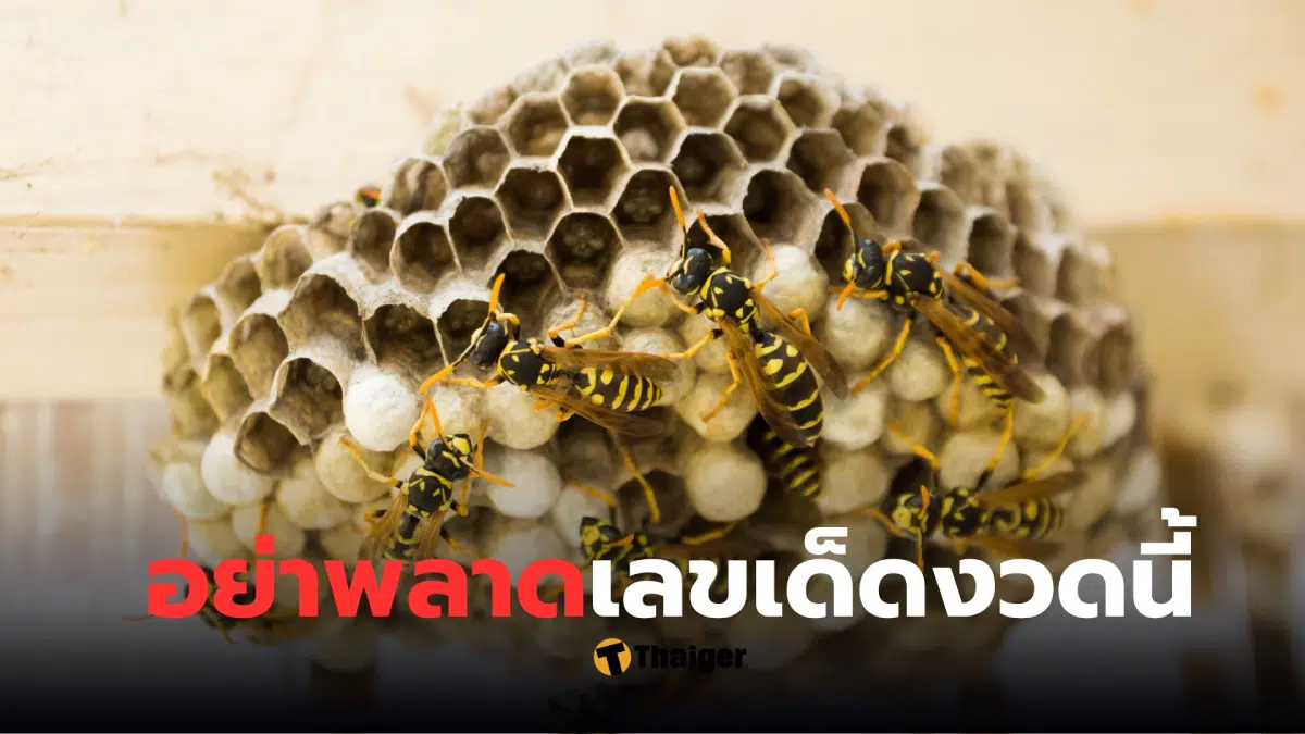 รังต่อ 3 ชั้น เลขเด็ด