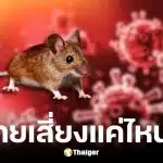 กรมควบคุมโรคยันไวรัสฮันตาในไทยเสี่ยงต่ำ ไม่พบการระบาด