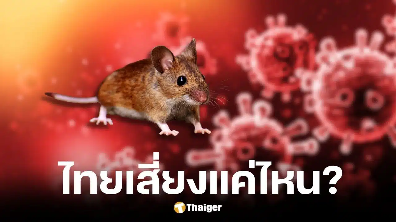 กรมควบคุมโรคยันไวรัสฮันตาในไทยเสี่ยงต่ำ ไม่พบการระบาด