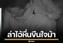 ทำไปได้! ตำรวจอังกฤษ เปิดภาพวงจรปิด ล่าชายโรคจิต ขืนใจม้าตัวเดิมนาน 2 ปี
