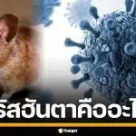 ไวรัสฮันตา คืออะไร? โรคร้ายแรงจากหนูสู่คน ติดต่อทางไหน ทำไมอันตรายถึงชีวิต