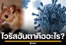 ไวรัสฮันตา คืออะไร? โรคร้ายแรงจากหนูสู่คน ติดต่อทางไหน ทำไมอันตรายถึงชีวิต
