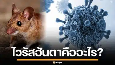ไวรัสฮันตา คืออะไร? โรคร้ายแรงจากหนูสู่คน ติดต่อทางไหน ทำไมอันตรายถึงชีวิต