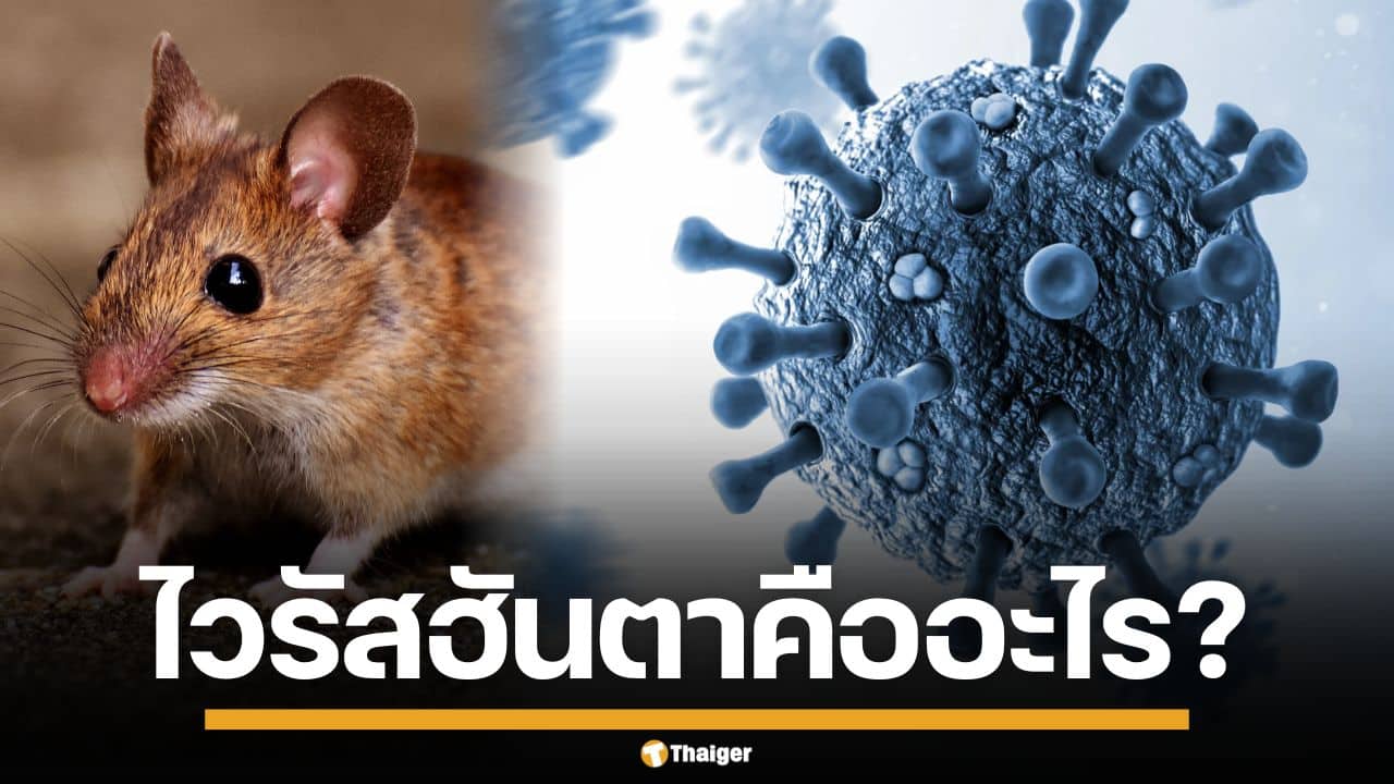 ไวรัสฮันตา คืออะไร? โรคร้ายแรงจากหนูสู่คน ติดต่อทางไหน ทำไมอันตรายถึงชีวิต