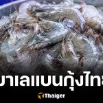 มาเลเซียแบนกุ้งไทย กระทบหนัก 4,000 ล้าน ปมขัดแย้ง ปลากะพงมาเลพบสารตกค้าง