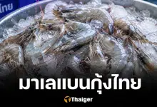 มาเลเซียแบนกุ้งไทย กระทบหนัก 4,000 ล้าน ปมขัดแย้ง ปลากะพงมาเลพบสารตกค้าง