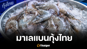 มาเลเซียแบนกุ้งไทย กระทบหนัก 4,000 ล้าน ปมขัดแย้ง ปลากะพงมาเลพบสารตกค้าง