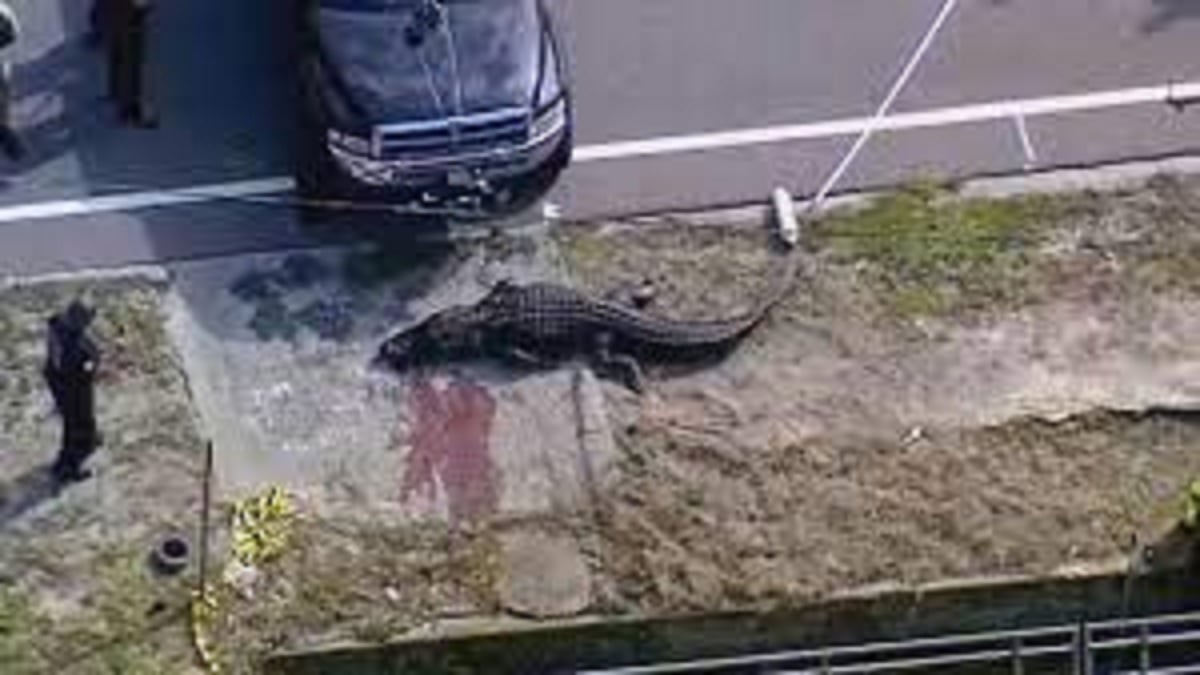 Alligator Found With Body Of Woman In Florida Canal Sparks