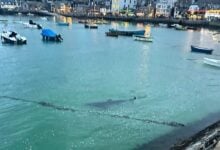 A juvenile basking shark swam into the harbour in St Ives on Tuesday night