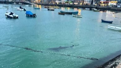 A juvenile basking shark swam into the harbour in St Ives on Tuesday night